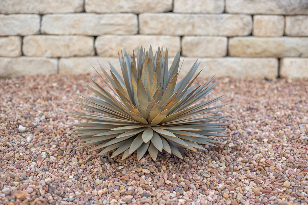 Yucca Succulent