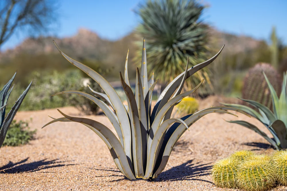 アガベ　ハイブリッド　オクトパス Octopus Agave – カリフォルニアモーターズ