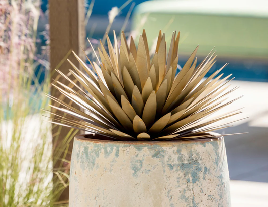 Yucca Succulent